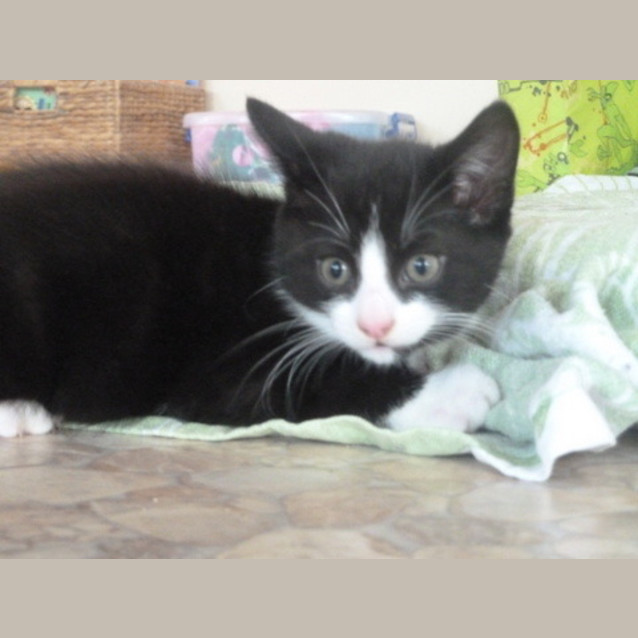 Photo of Peso (On Trial With His New Family)