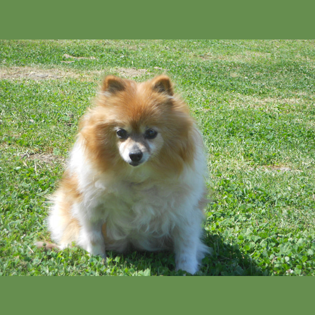 Photo of Opal