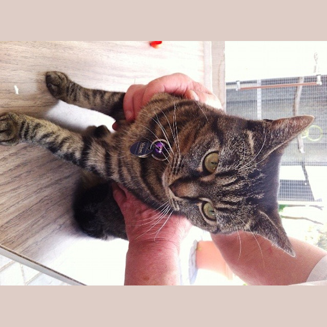 Photo of Penny   Adoption Pending