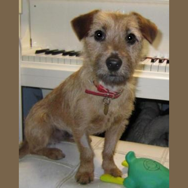 Photo of Odie