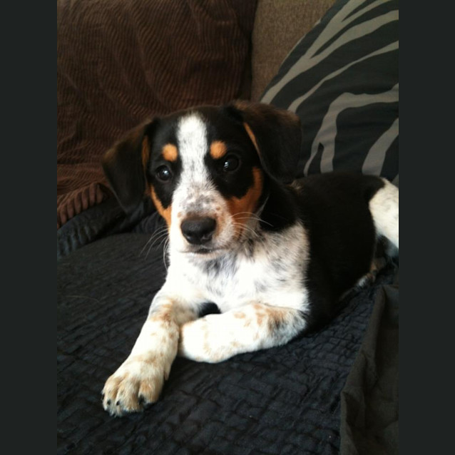 Photo of Indy