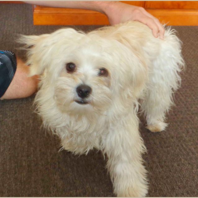 Photo of Cookie (On Trial 20/10/12)