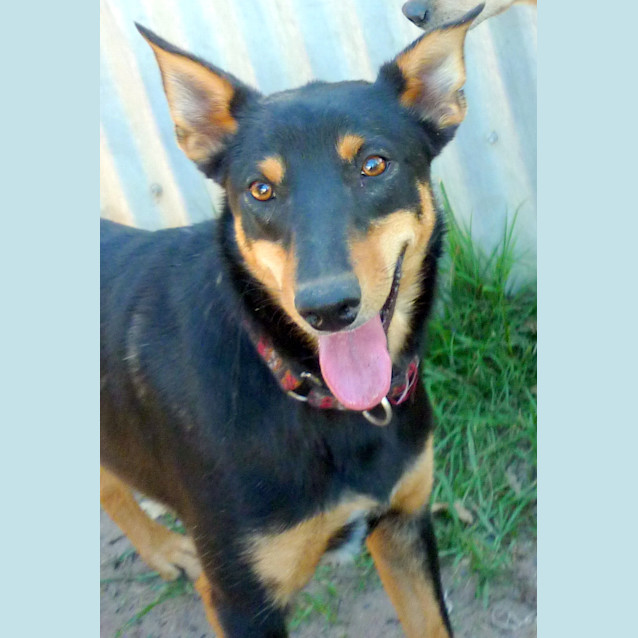 Photo of Rexy
