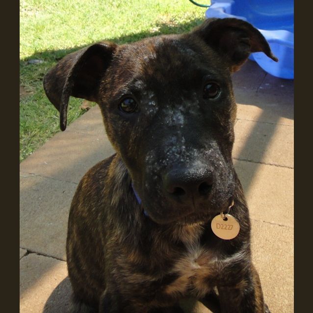 Photo of Brock (D2227)
