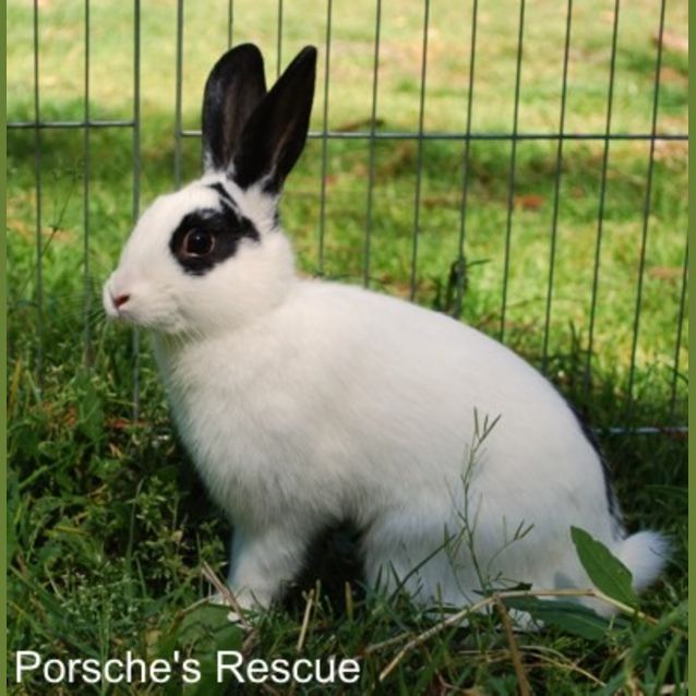 Photo of Jodie   Vaccinated And Desexed