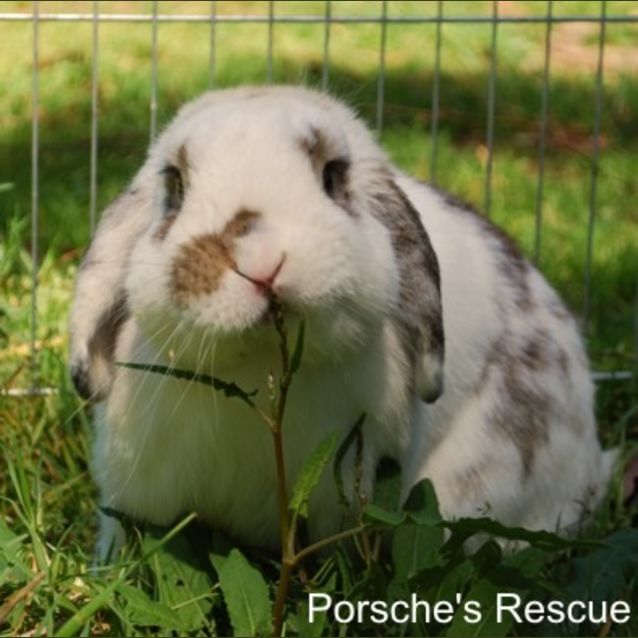 Photo of Cairo   Vaccinated And Desexed