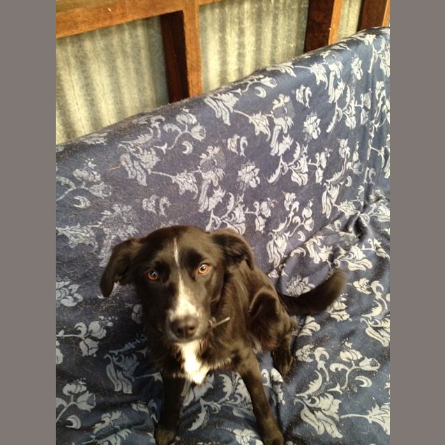 Photo of Sparky * On Trial In His New Home * 