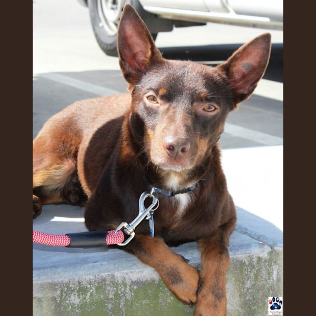 Photo of Rusty
