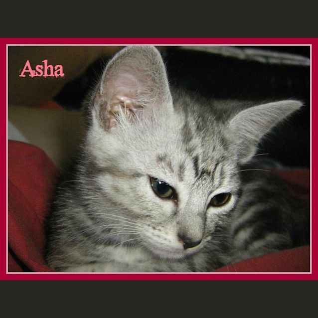 Photo of Asha