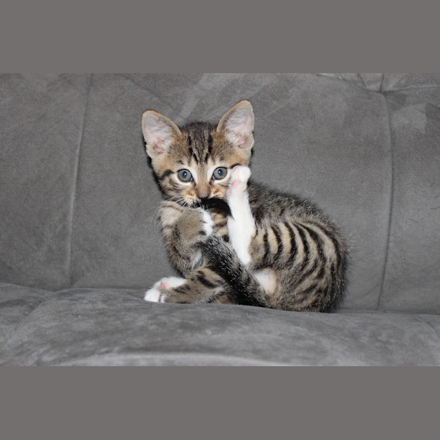 Photo of Hudson