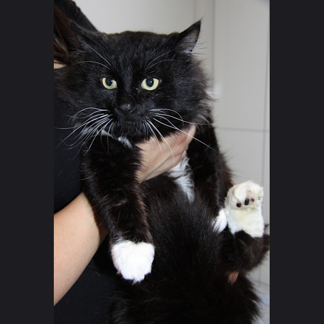 Photo of Jet