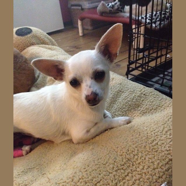 Photo of Pixie On Adoption Trial.