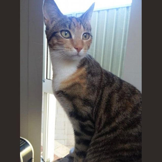 Photo of Amber