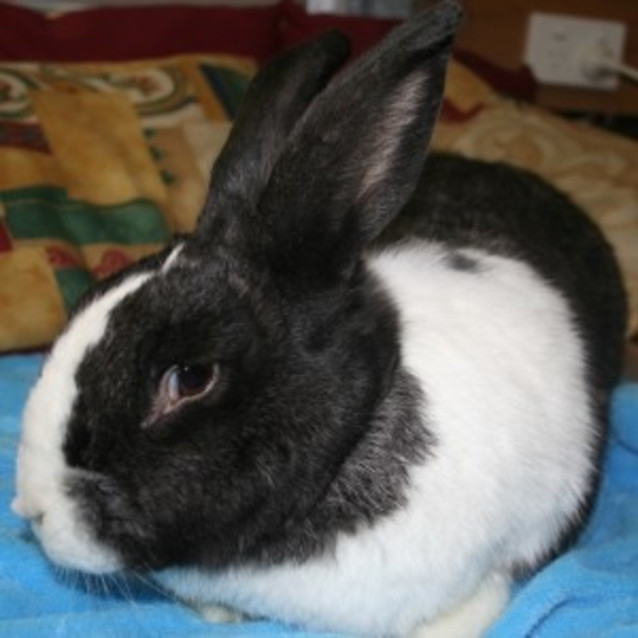 Photo of Rupert