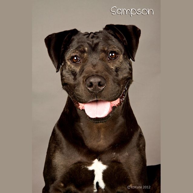 Photo of Sampson * On Trial *