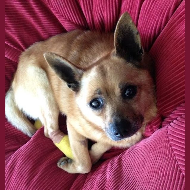 Photo of Hamish