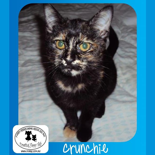 Photo of Crunchie