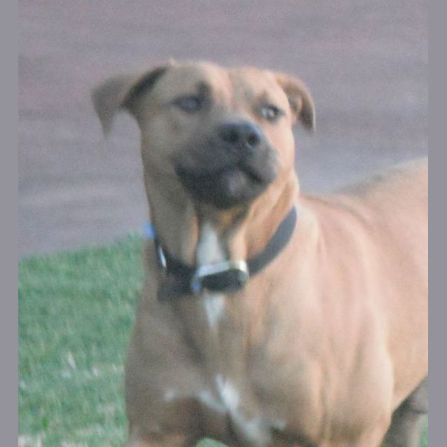 Photo of Ammo (On Trial 28/3/13)
