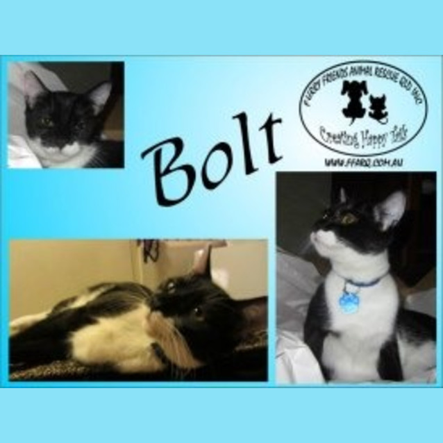 Photo of Bolt