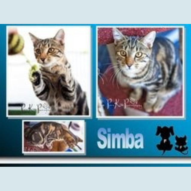 Photo of Simba