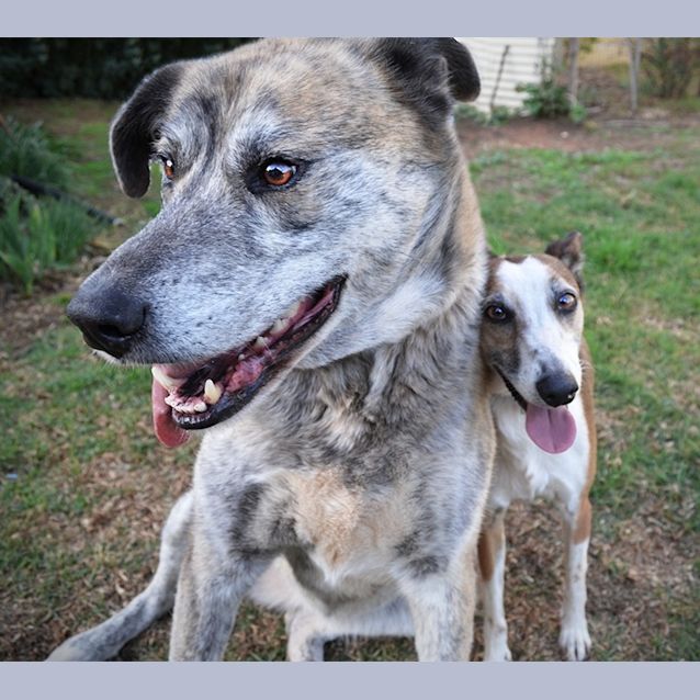 Photo of Elvis And Matilda *On Trial In His New Home*