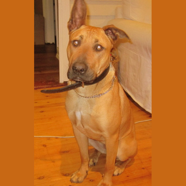 Photo of Sienna (On Trial 18/11/12)