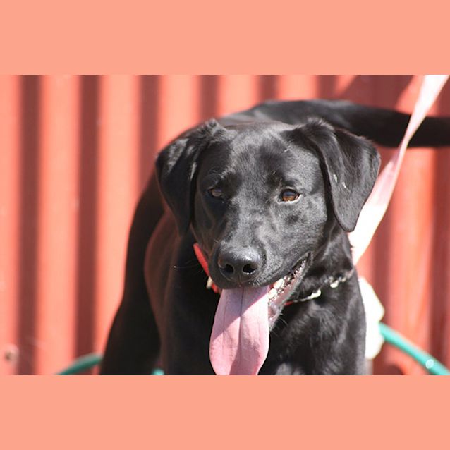 Photo of Ollie