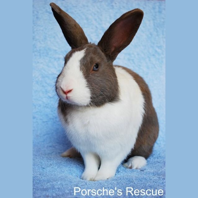 Photo of Taylor   Desexed And Vaccinated