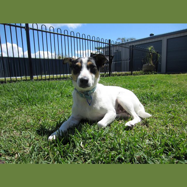 Photo of Zeppy (On Trial 14/11/12)