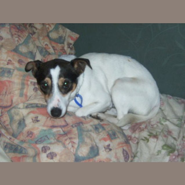 Photo of Zeppy (On Trial 14/11/12)