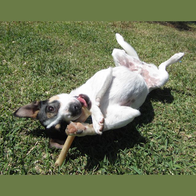 Photo of Zeppy (On Trial 14/11/12)