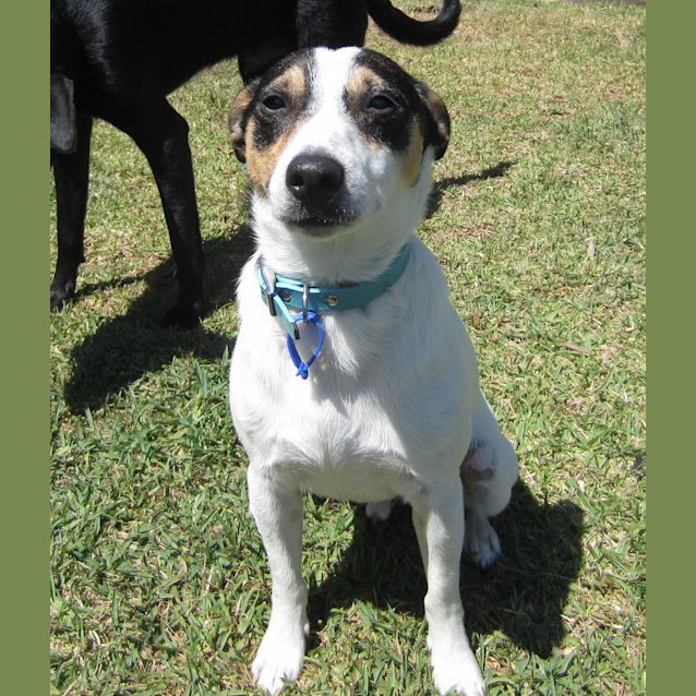 Photo of Zeppy (On Trial 14/11/12)