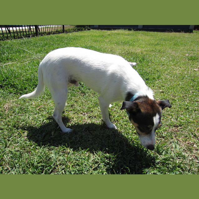 Photo of Zeppy (On Trial 14/11/12)