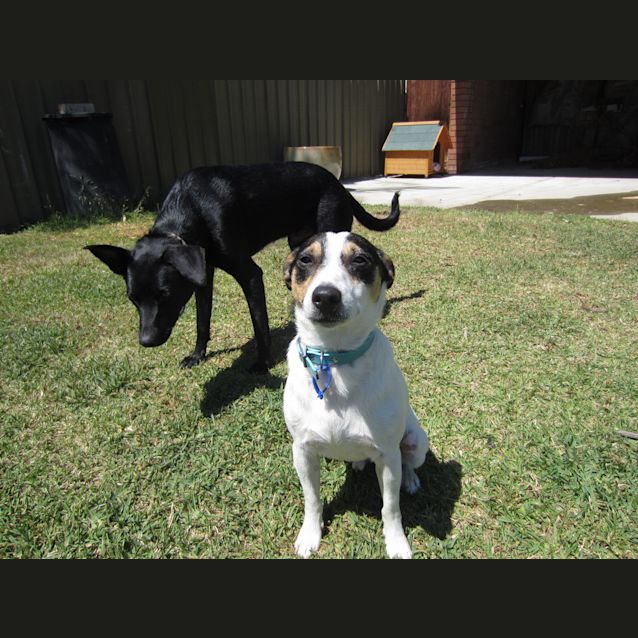 Photo of Zeppy (On Trial 14/11/12)