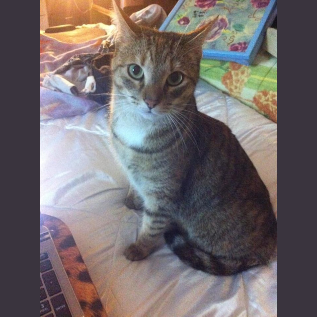 Photo of Taffy