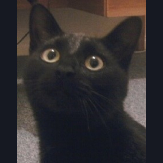 Photo of Coco  *On Trial*