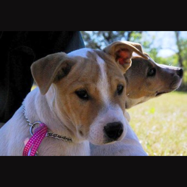 Photo of Gus (Adopted 11/2/13)