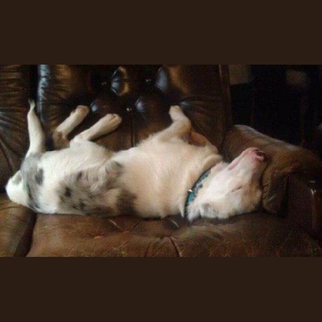 Photo of Coolie Cross Male