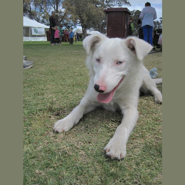 Photo of Coolie Cross Male