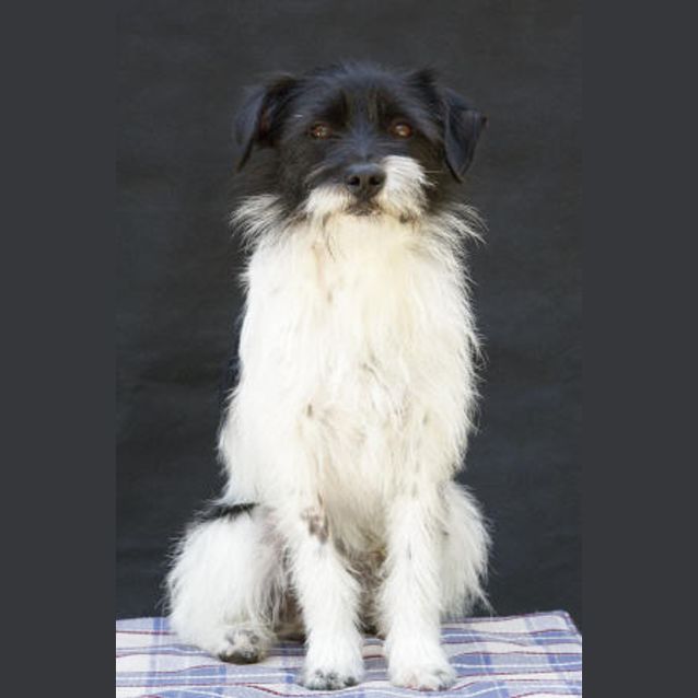 Photo of Riley