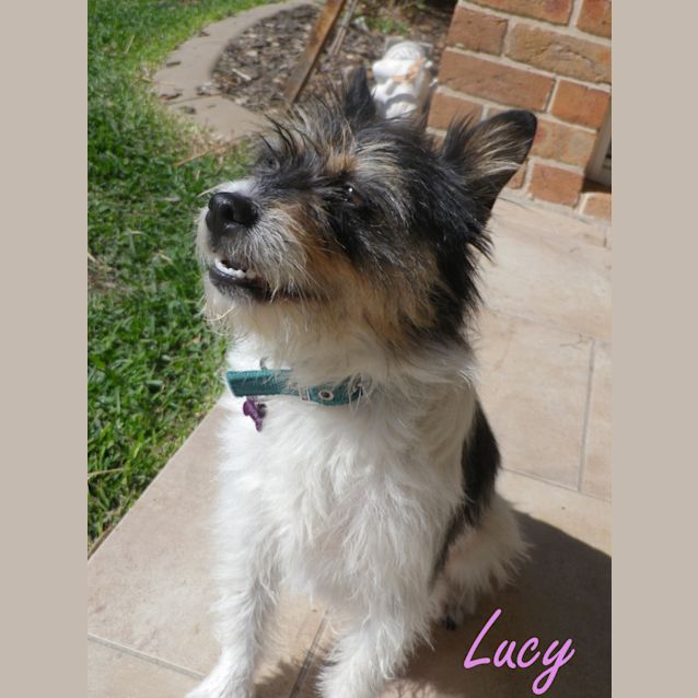Photo of Lucy (On Trial 15/11/12)