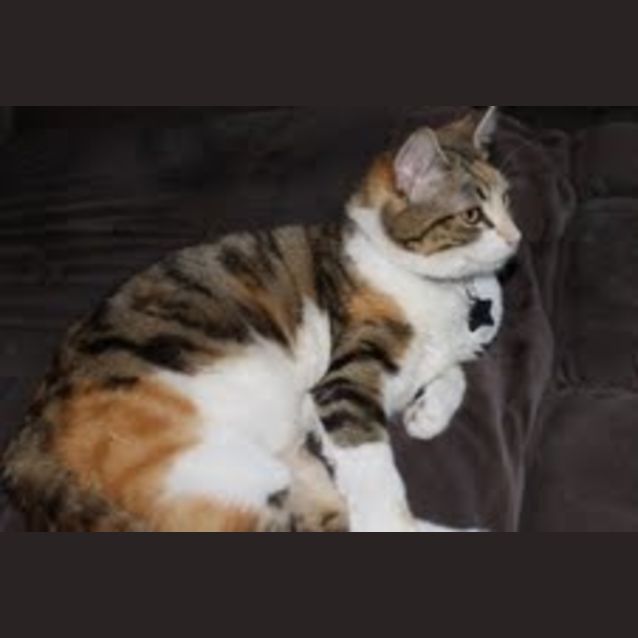 Photo of Daisy