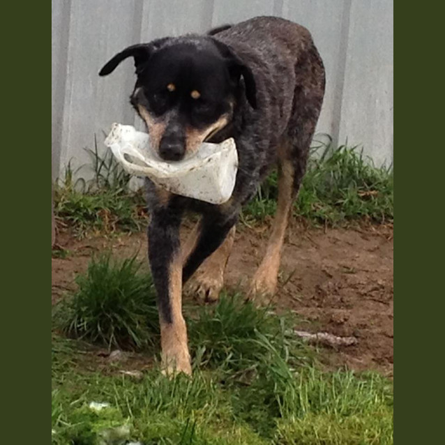 Photo of Plugger   14 Year Old Youngster Needing A Home 