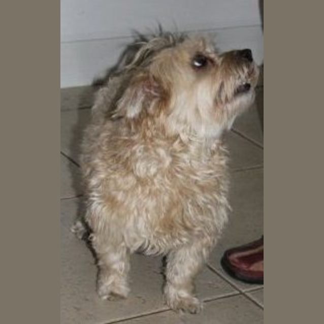 Photo of Misty