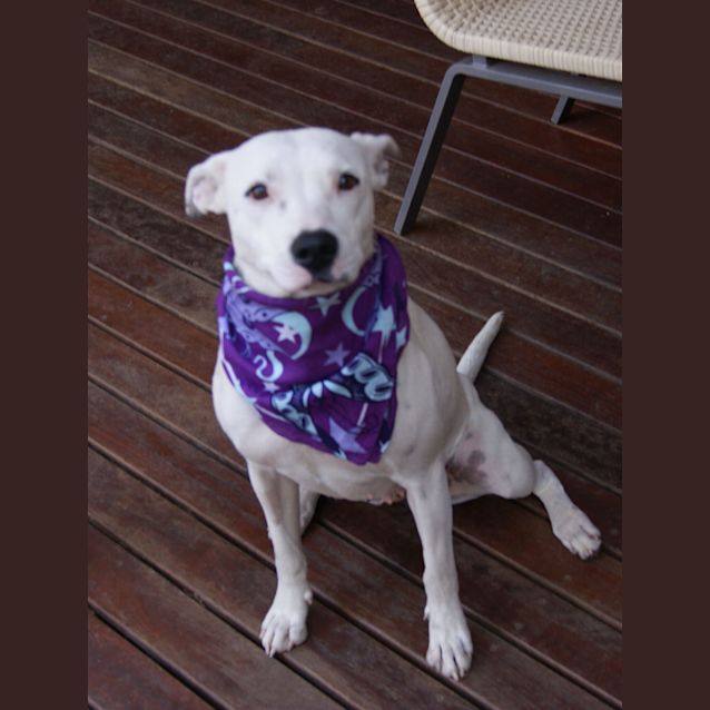 Photo of Lucy (On Trial 17/11/12)