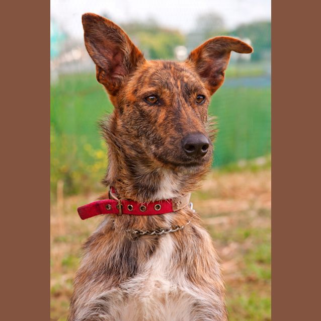 Photo of Sarge Id8190