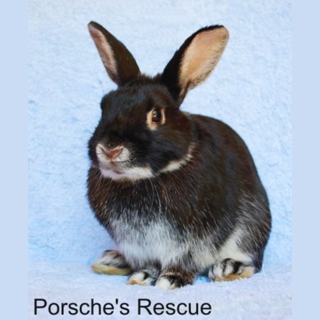 Photo of Silver Desexed And Vaccinated