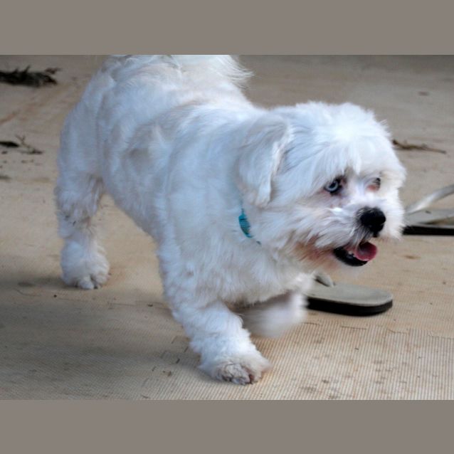Photo of Zeus (On Trial 1/11/12)