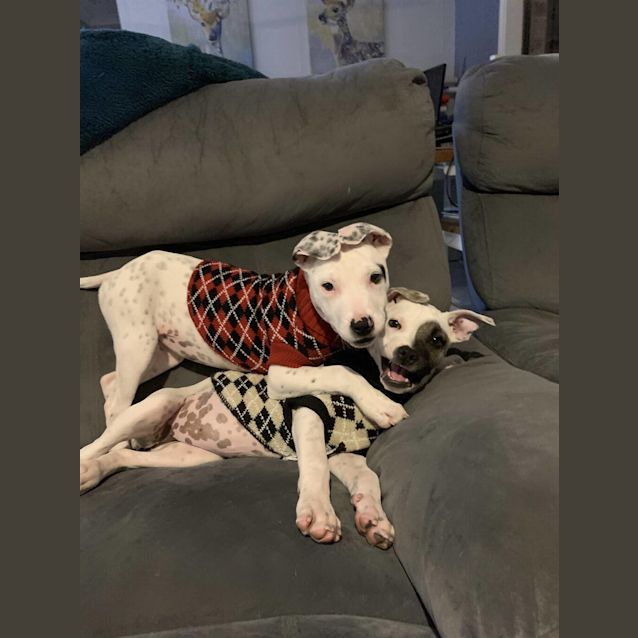 Photo of Paisley