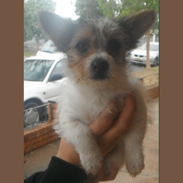 Photo of Rosie
